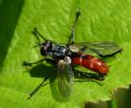 Cylindromyia bicolor